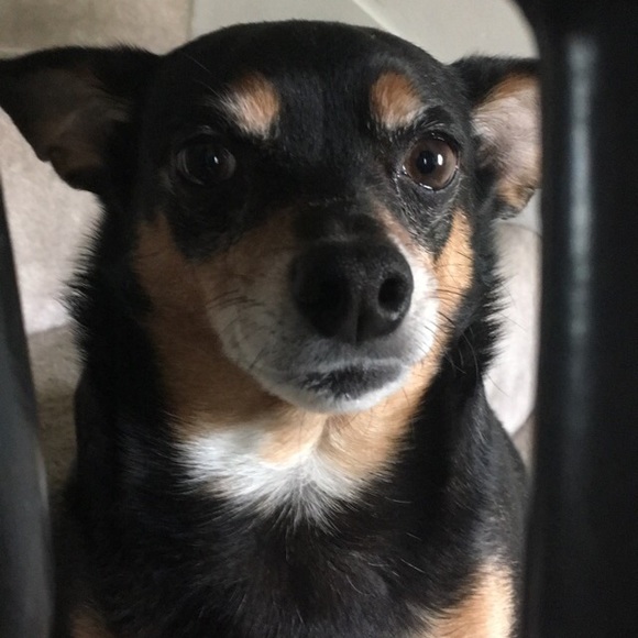 Meet your Posher, Olivia - Picture 4 of 9